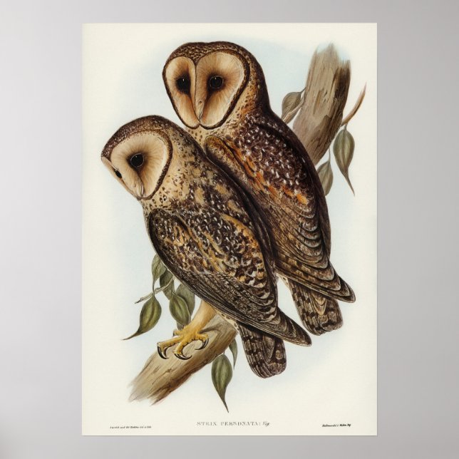 Masked Barn Owl by Elizabeth Gould Poster (Front)