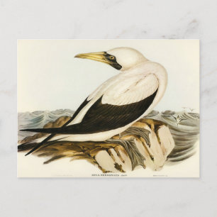 Masked Gannet by Elizabeth Gould Postcard