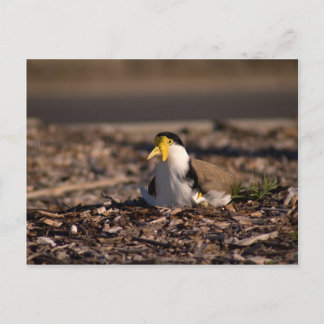 Masked Lapwing Postcard