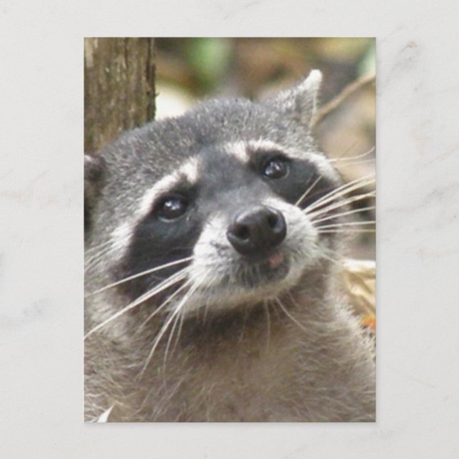 Masked Racoon Postcard (Front)