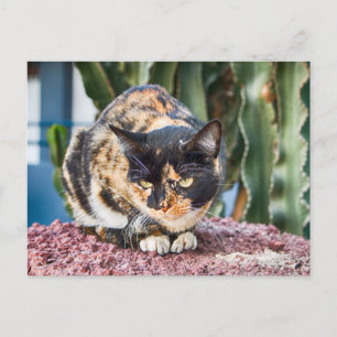 Maspalomas Cat Postcard