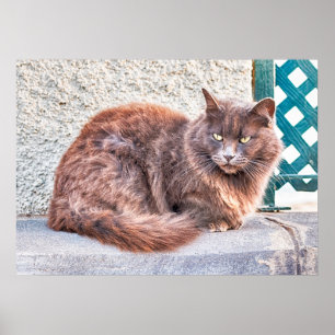 Maspalomas Cat Poster