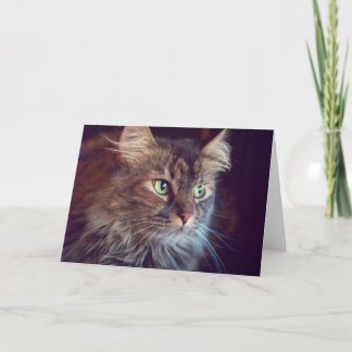 Masquerade Eyes, Maine Coon (blank) Greeting Card