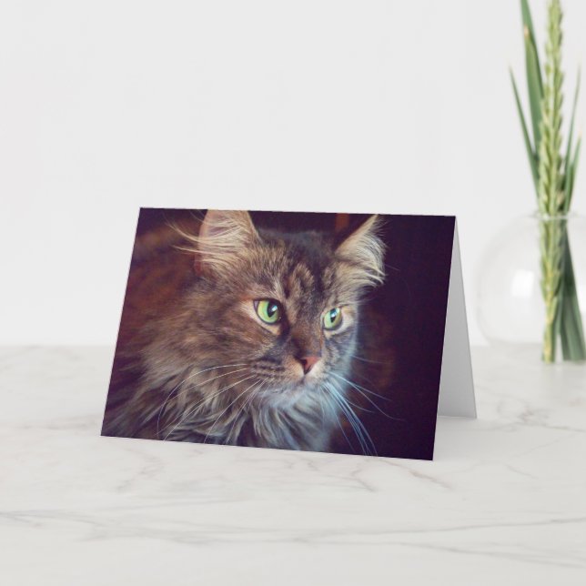 Masquerade Eyes, Maine Coon (blank) Greeting Card (Front)