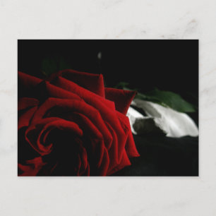 Masquerade Postcard