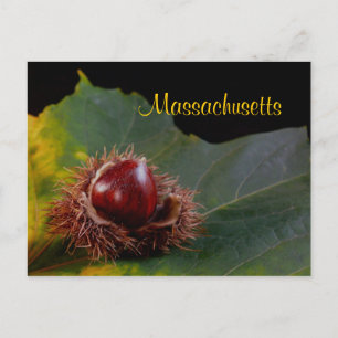 Massachusetts, Autumn Leaf With Nut Postcard