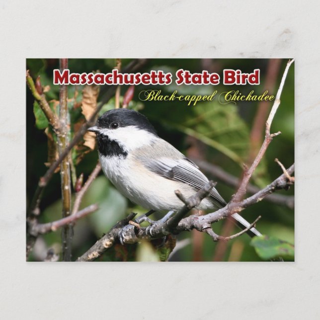 Massachusetts State Bird - Black-capped Chickadee Postcard (Front)