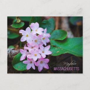 Massachusetts State Flower: Mayflower Postcard