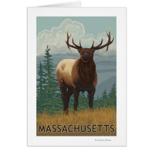 MassachusettsElk Scene