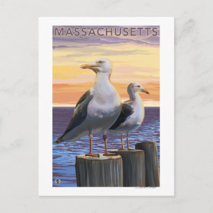 MassachusettsSea Gulls Scene Postcard
