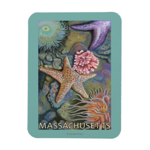 MassachusettsTidepool Scene Magnet