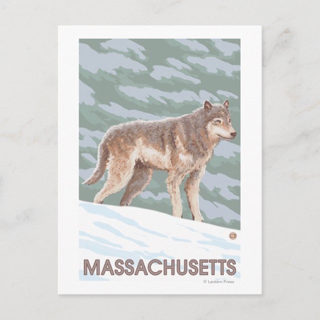 MassachusettsWolf Scene Postcard (Front)