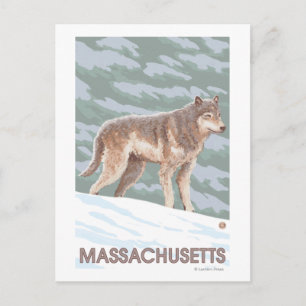 MassachusettsWolf Scene Postcard