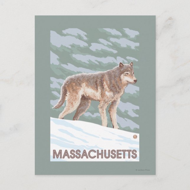 MassachusettsWolf Scene Postcard (Front)