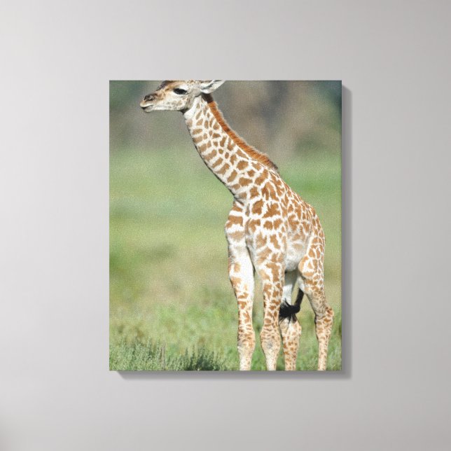 Massai Giraffe Baby Canvas Print (Front)