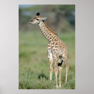 Massai Giraffe Baby Poster