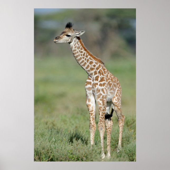 Massai Giraffe Baby Poster (Front)
