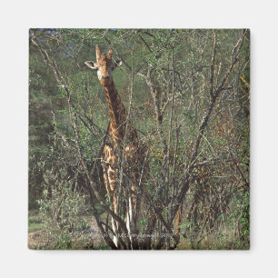 Massai Giraffe Magnet