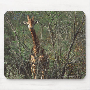 Massai Giraffe Mouse Mat
