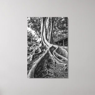 Massive rubber tree roots canvas print