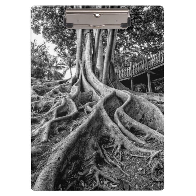Massive rubber tree roots clipboard (Front)
