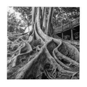 Massive rubber tree roots tile