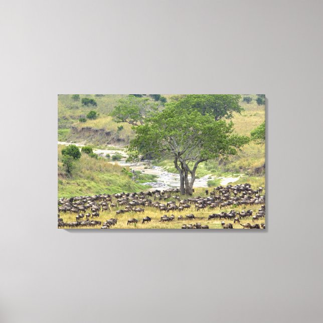 Massive Wildebeest herd during migration, Canvas Print (Front)