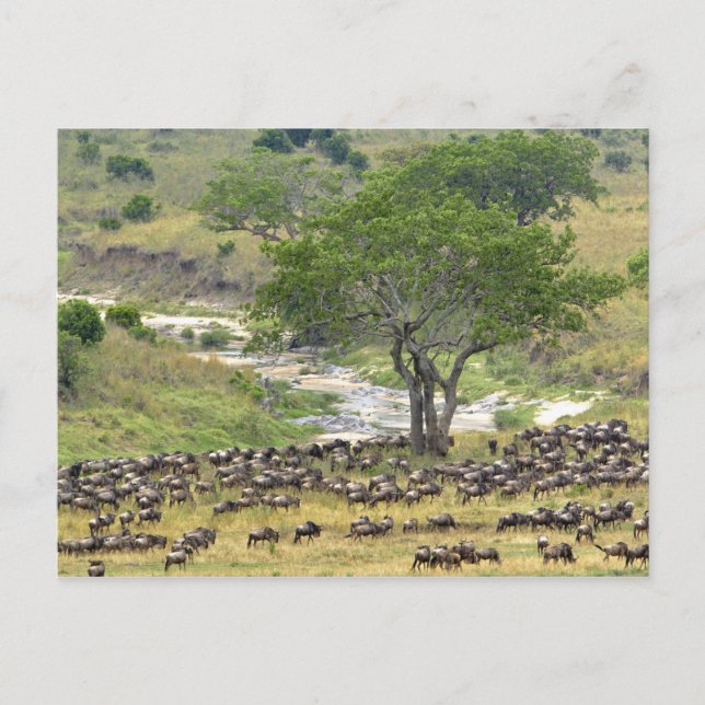 Massive Wildebeest herd during migration, Postcard (Front)