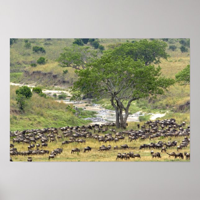 Massive Wildebeest herd during migration, Poster (Front)