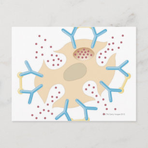Mast Cell Releasing Histamine Postcard