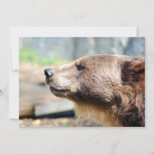 Master Bruin