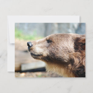 Master Bruin