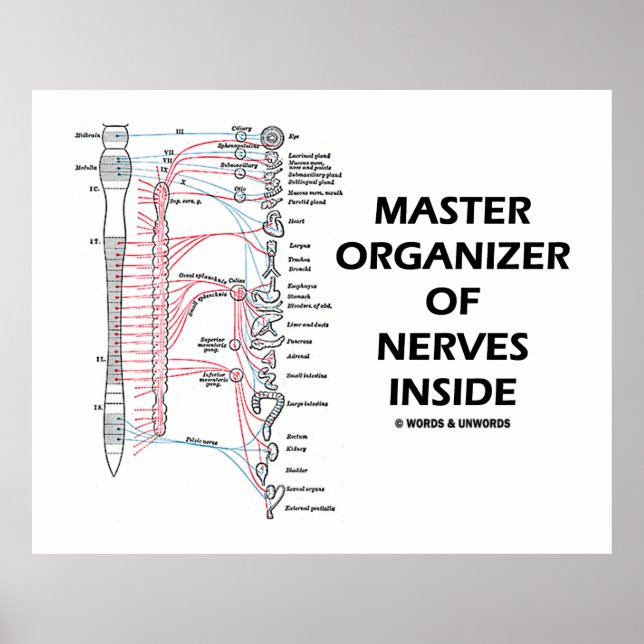 Master Organiser Of Nerves Inside (Nervous System) Poster (Front)