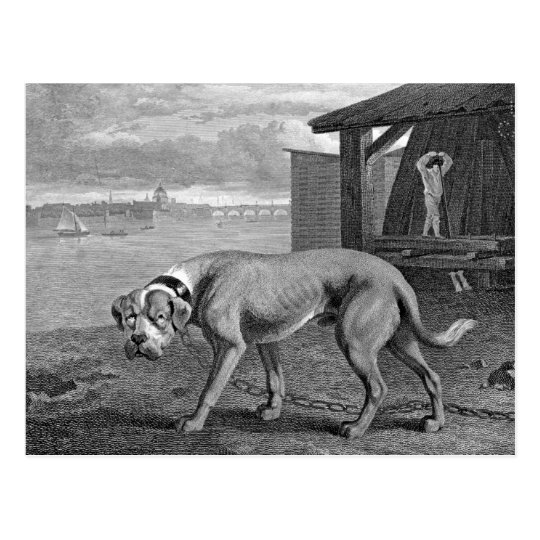 Mastiff Dog Vintage Illustration Postcard