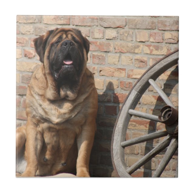 Mastiff English dogge Tile (Front)