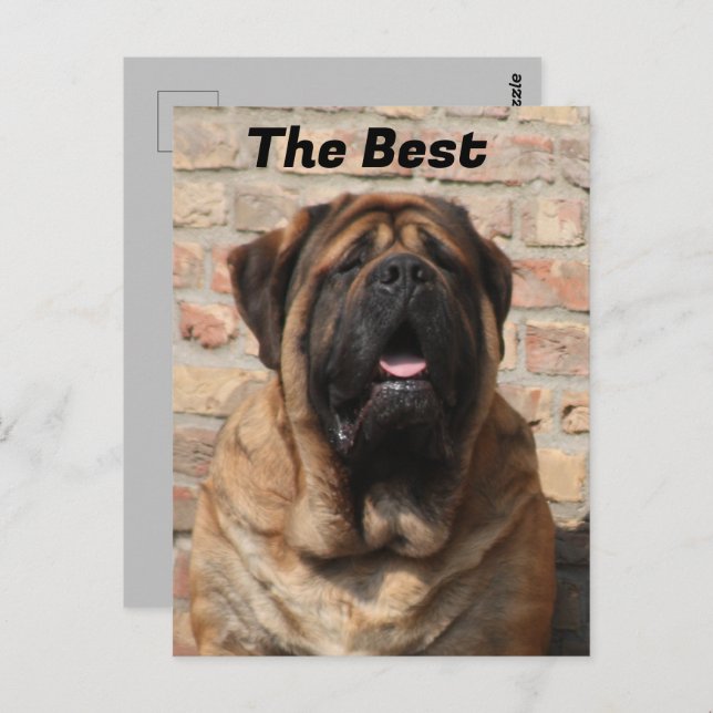 Mastiff English Mastiff Father's Day  Postcard (Front/Back)