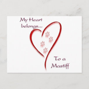 Mastiff Heart Belongs Postcard