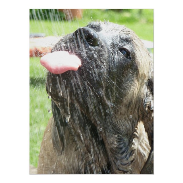 Mastiff in Shower Poster (Front)