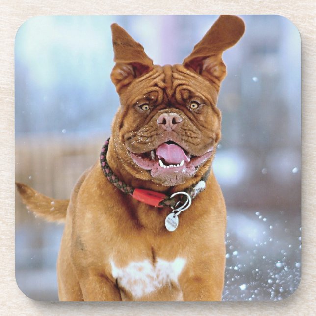 Mastiff Plus Coaster (Front)