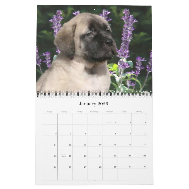 Mastiff Puppies Calendar (Jan 2026)