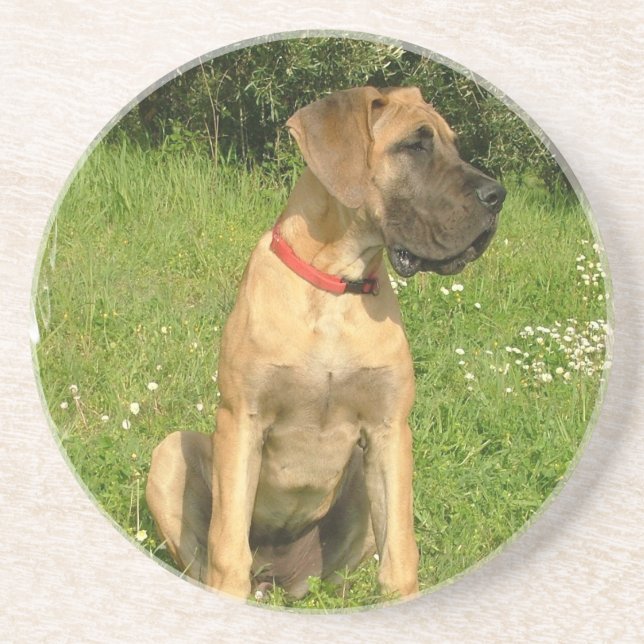 Mastiff Puppy Dog Coasters (Front)