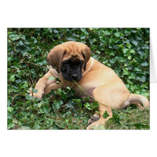 Mastiff puppy in Ivy