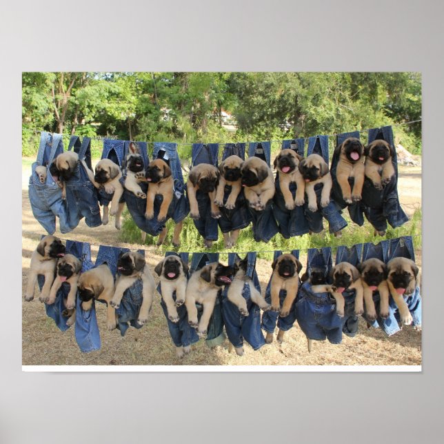 Mastiff Puppy Poster (Front)