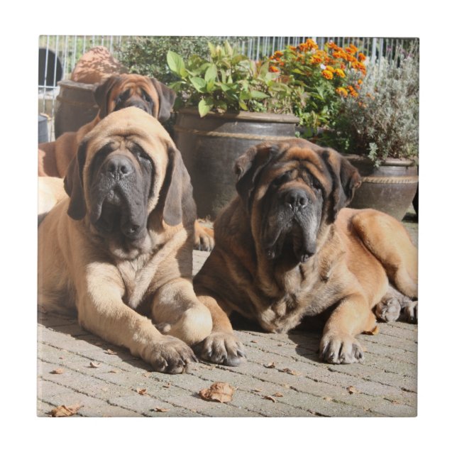Mastiff Vacation English Mastiff Tile (Front)