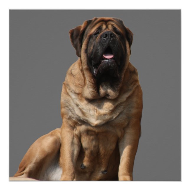 Mastiff Vatertag Best Friends  Poster (Front)