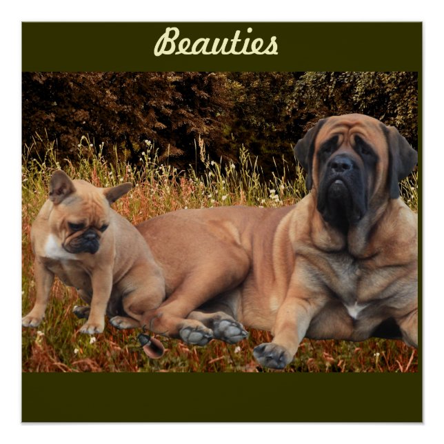 Mastiff with French Bulldog postcard Poster (Front)