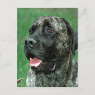 Mastiff, Yarraville's Crown Jewel Postcard