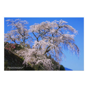 Matabei-Zakura Weeping Cherry [Perfect Poster] Poster
