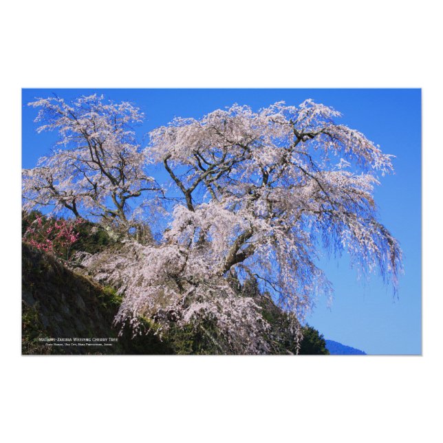 Matabei-Zakura Weeping Cherry [Perfect Poster] Poster (Front)