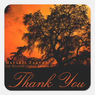 Matabei-Zakura: Weeping Cherry Tree スクエア Square Sticker